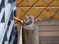 Gartenmaus bei der Arbeit